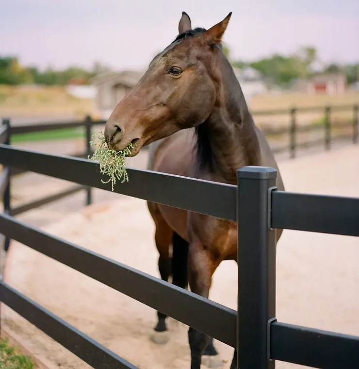 Horse eating grass while looking over a black iron fence.